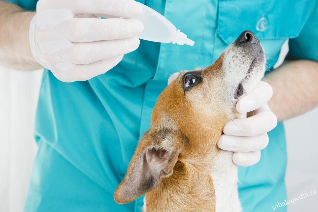 Вакцинация собаки, кошки в САО района Тимирязевский