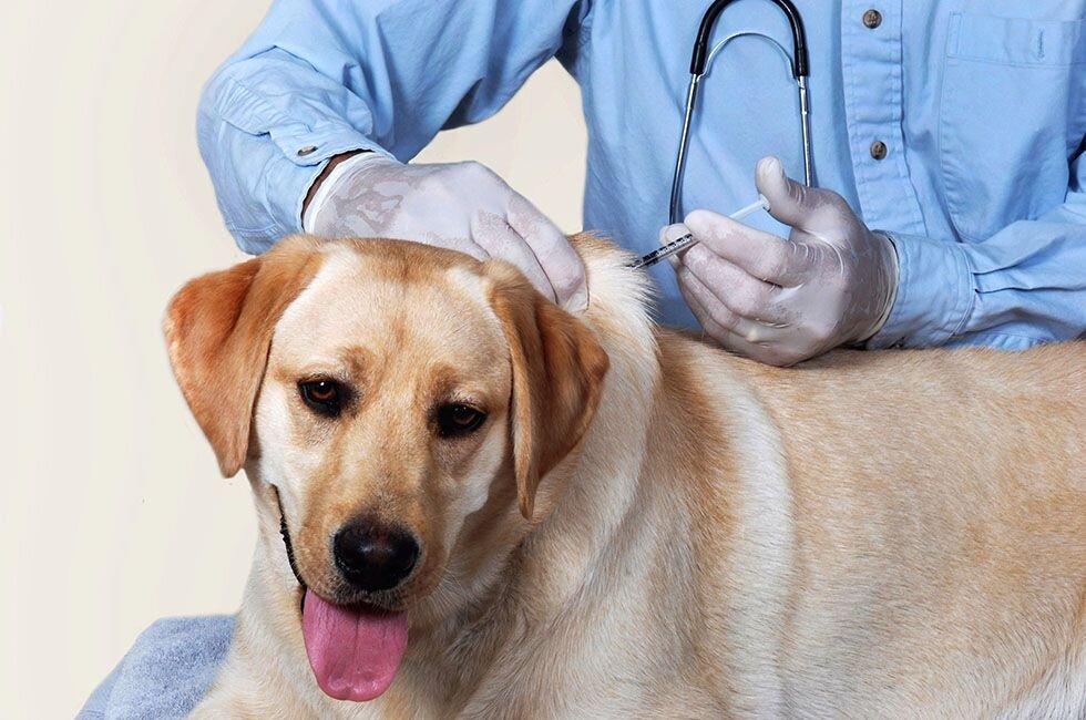 Вакцинировать животное собаку или кошку в районе Тимирязевский