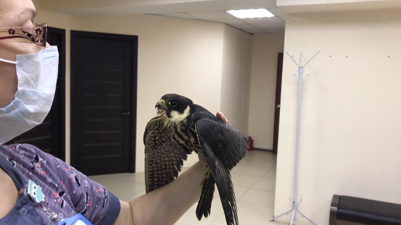 Лечение птиц в районе Тимирязевский