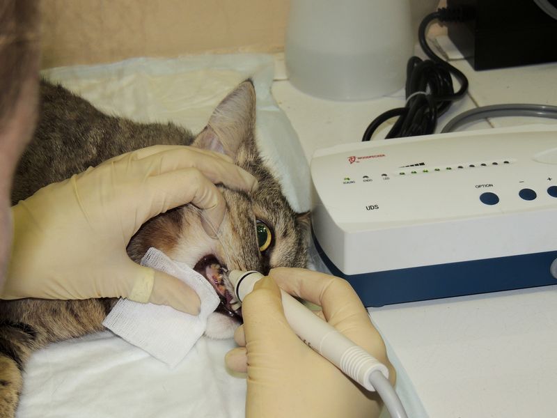 Удаление зубного камня у собак, кошек в САО района Тимирязевский
