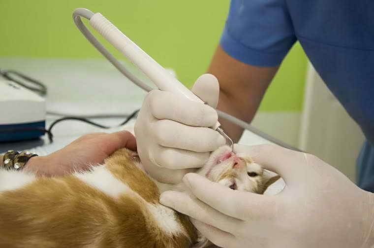 Чистка зубов у кошек в клинике