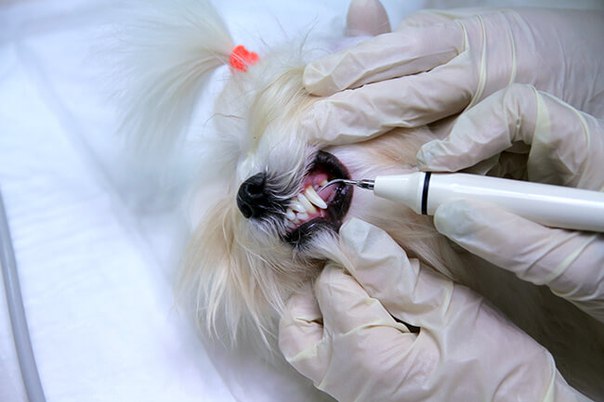 Зубной ветеринар для собаки, кошки в САО района Тимирязевский